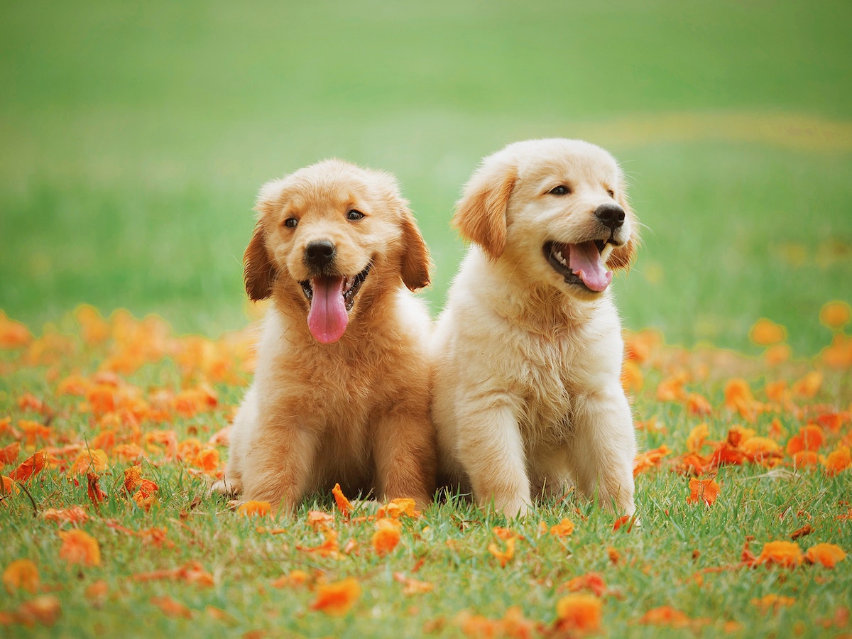 Giornata Mondiale Del Cane Frasi E Immagini Dedicate A Fido