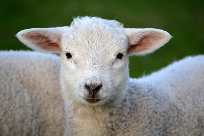 Menù di Pasqua 2017, scopriamo le idee vegan di Lav