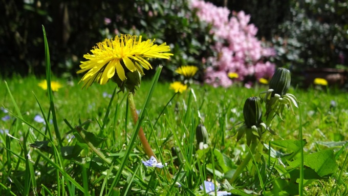 Giardino naturale, soluzione ideale per la vostra casa