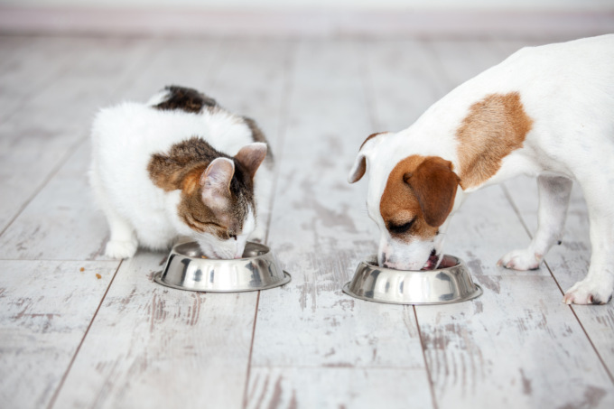 Dieta e prevenzione dei propri animali, no “fai da te”