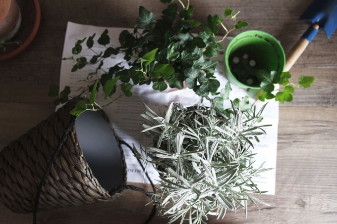 Piante, in giardino e in casa sono sempre benefiche