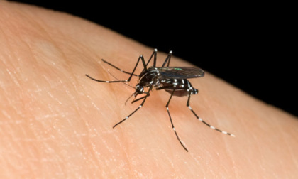 La scoperta che potrebbe liberarci per sempre dalle punture delle zanzare