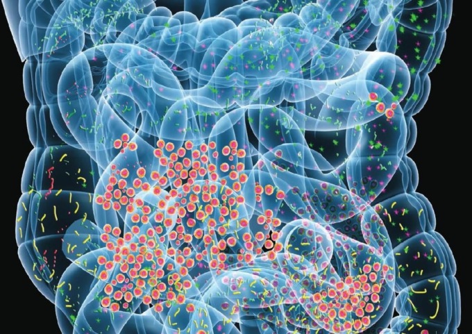 Qual è il ruolo del microbiota?