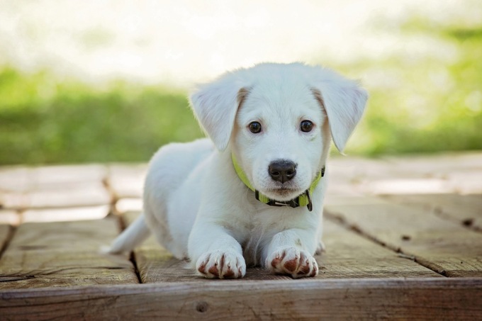 Alimentazione cani, consigli per la corretta nutrizione