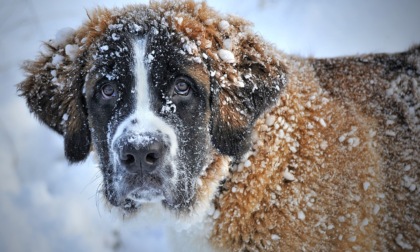 Come preparare i cani all’inverno