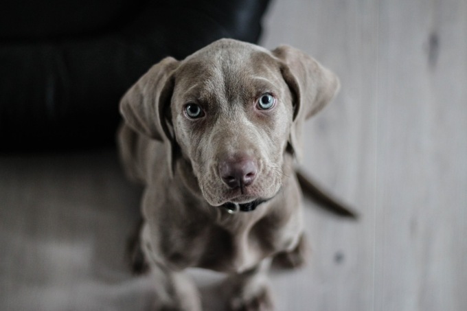 Consigli per la corretta alimentazione dei cani