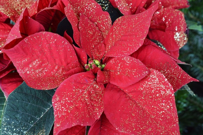 I fiori di Natale, ecco quali sono