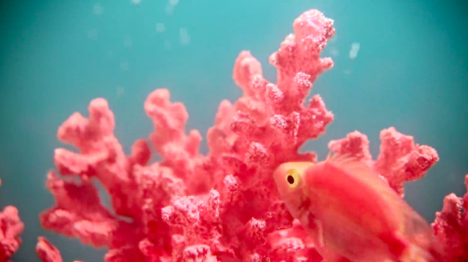 Colore Pantone 2019, ora tocca al Living Coral