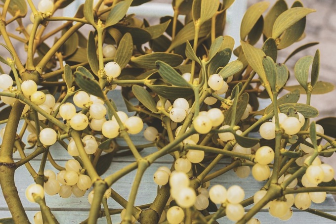 Piante ornamentali di Natale, quali sono e leggende