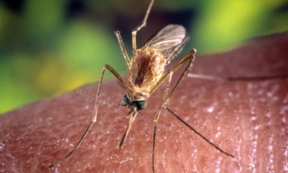 Disinfestazione dalle zanzare, importante per prevenire malattie
