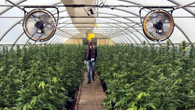 Torna a essere legale la vendita di Cannabis Light?