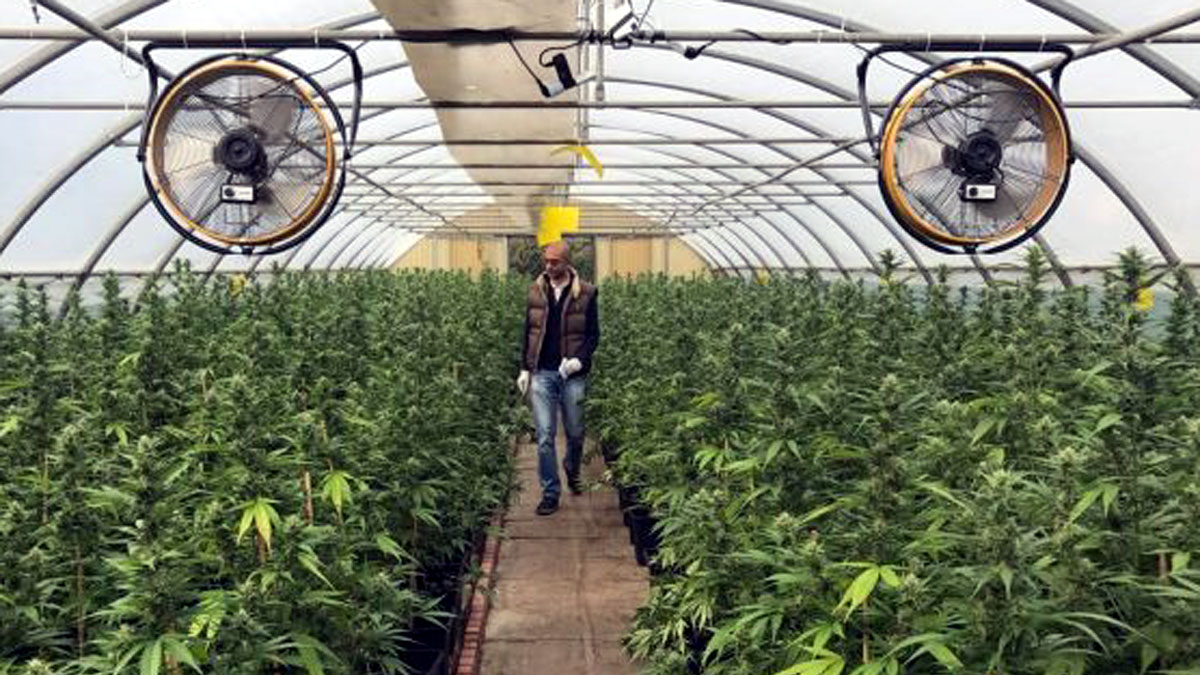 Torna a essere legale la vendita di Cannabis Light?