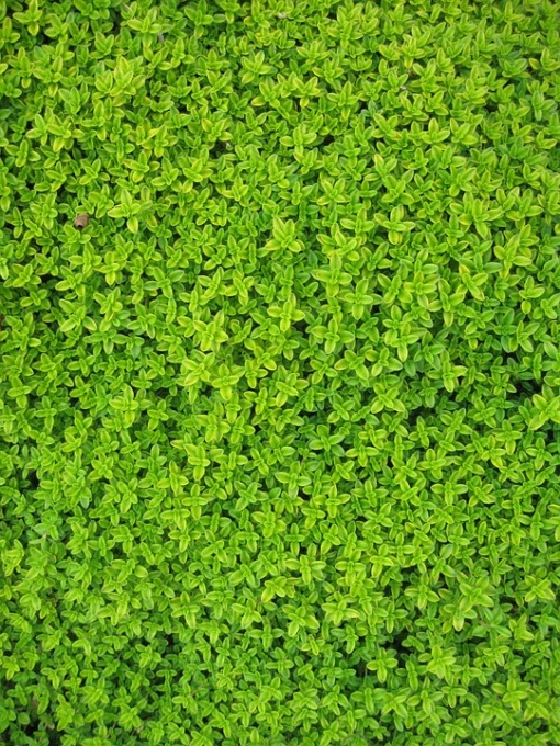 Green design con il giardino verticale