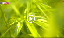 La Suprema Corte: "Coltivare cannabis in casa non è reato" VIDEO
