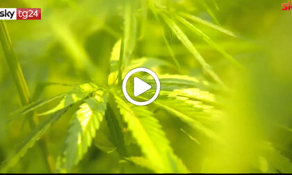 La Suprema Corte: "Coltivare cannabis in casa non è reato" VIDEO