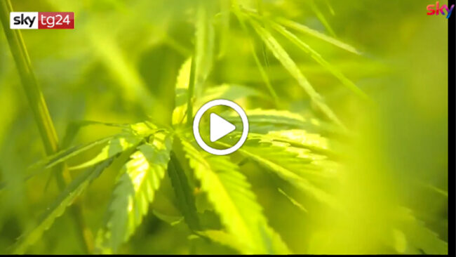 La Suprema Corte: “Coltivare cannabis in casa non è reato” VIDEO