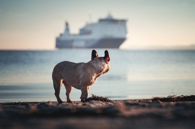 Viaggiare con animali, le regole da rispettare