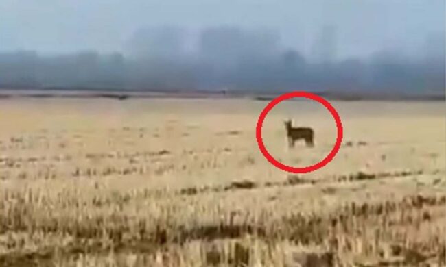 Un lupo si è spinto fin nelle risaie della pianura vercellese