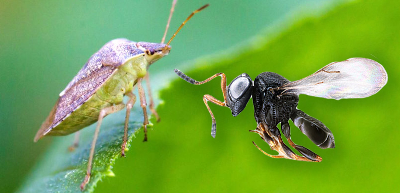 Cimice asiatica cercasi per far riprodurre la vespa samurai