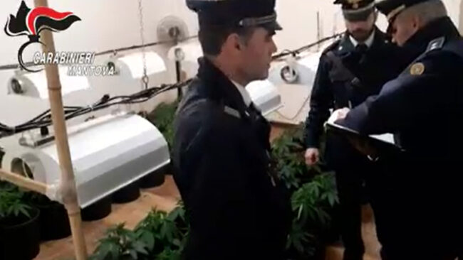 Coltivazione di 457 piante cannabis: spacciatori traditi dai loro cani VIDEO
