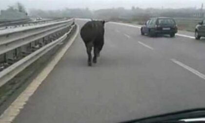 Toro in autostrada: scene da film sulla A5 Torino Aosta