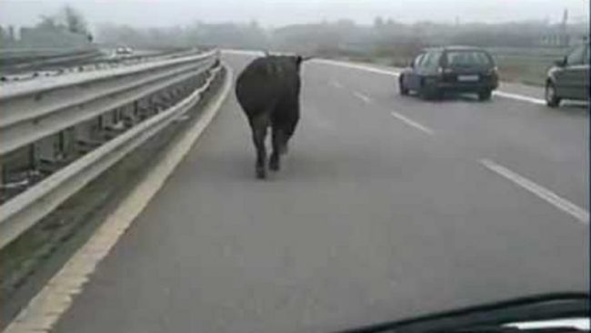 Toro in autostrada: scene da film sulla A5 Torino Aosta