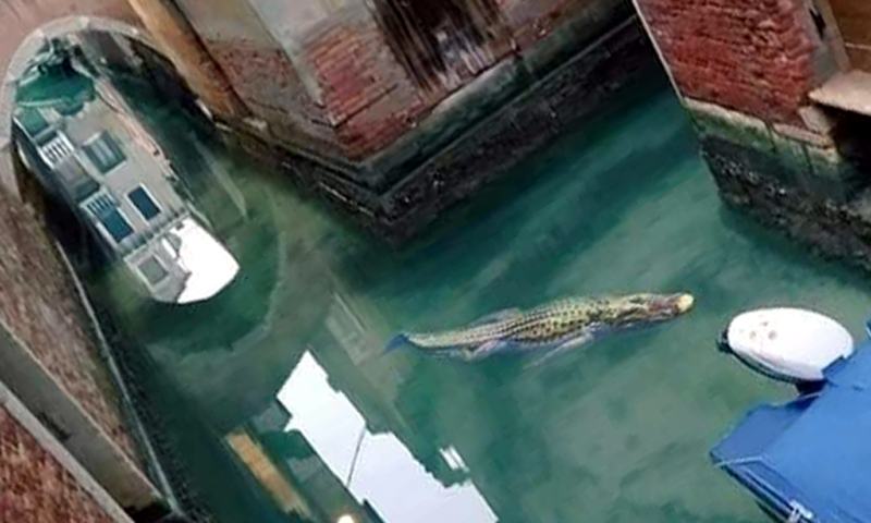 Con il coronavirus gli animali si riprendono le città. Tranne il coccodrillo a Venezia…