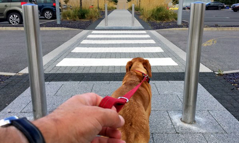Non vedente da 13 anni… e invece era in giro a spasso col cane (non per ciechi)