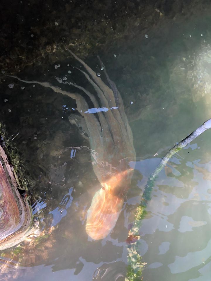 Dopo le meduse, ora anche il polpo: la Natura riconquista i canali di Venezia