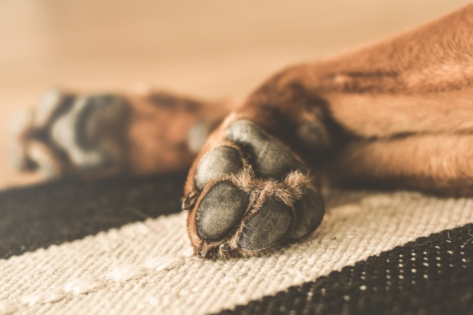 Coronavirus e cani, i consigli sull’igiene