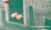 A Venezia anche le meduse nuotano nell'acqua limpida dei canali VIDEO