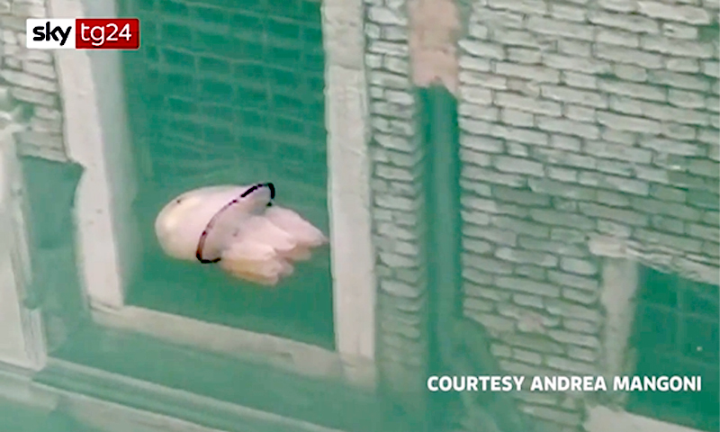 A Venezia anche le meduse nuotano nell’acqua limpida dei canali VIDEO
