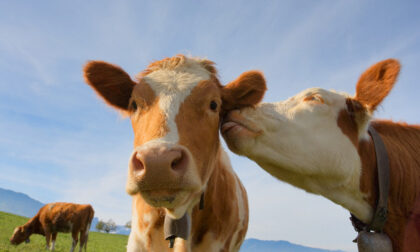 Cadore: ora è possibile adottare a distanza una mucca, in cambio latte e formaggio