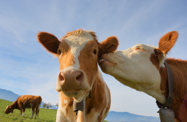 Cadore: ora è possibile adottare a distanza una mucca, in cambio latte e formaggio