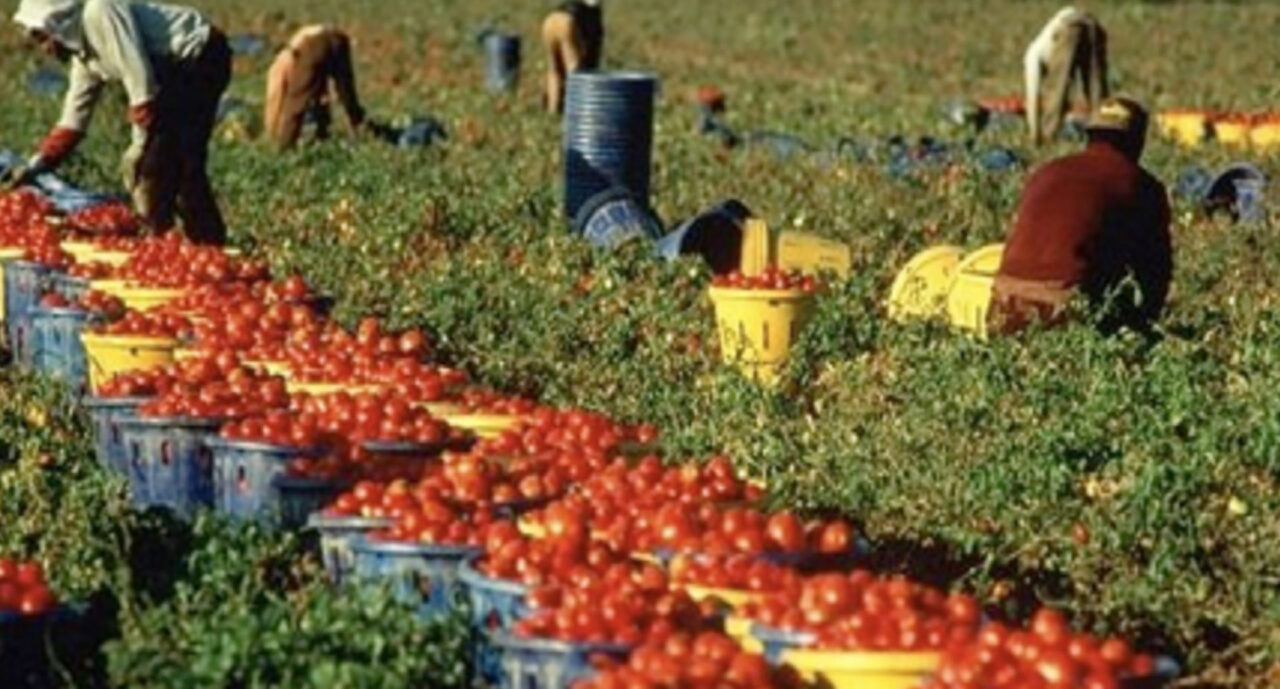 Manodopera agricoltura, Veneto e altre regioni al ministro: “Senza voucher, sanatoria immigrati non è soluzione”