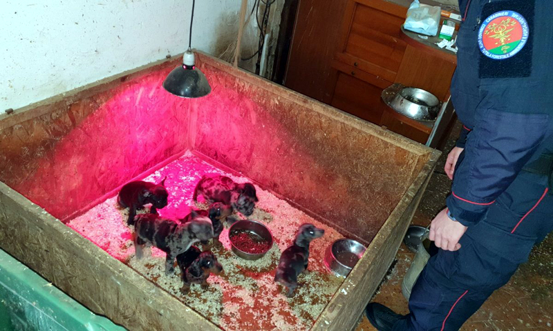 Decine di cuccioli liberati dal canile lager grazie ai Carabinieri GALLERY
