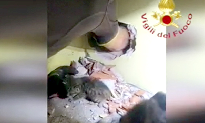 Cinque gattini estratti vivi da un buco nel muro: IL VIDEO