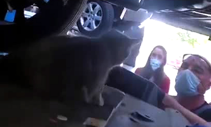 Dall’auto si sente un miagolio: i meccanici salvano mamma gatta e micini VIDEO