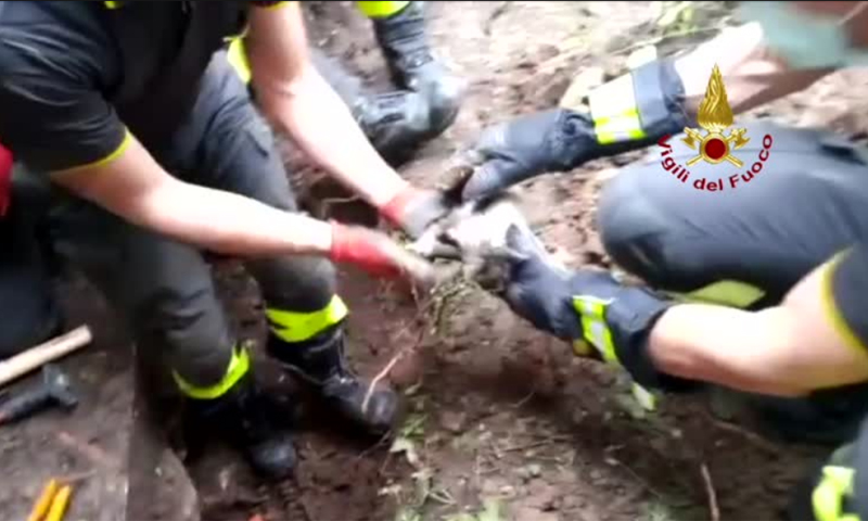 Gattino intrappolato in un tubo… all’Università IL VIDEO DEL SALVATAGGIO
