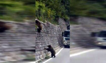 Torino? Lecco? Roma? No, Trentino: la vera storia del video degli orsetti che attraversano la strada