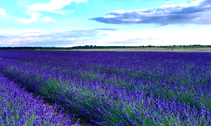 Le spettacolari foto della fioritura della lavanda a Pavia e Rovigo