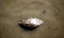 Nubifragio allaga Arcore: da un tombino esce... un pesce vivo