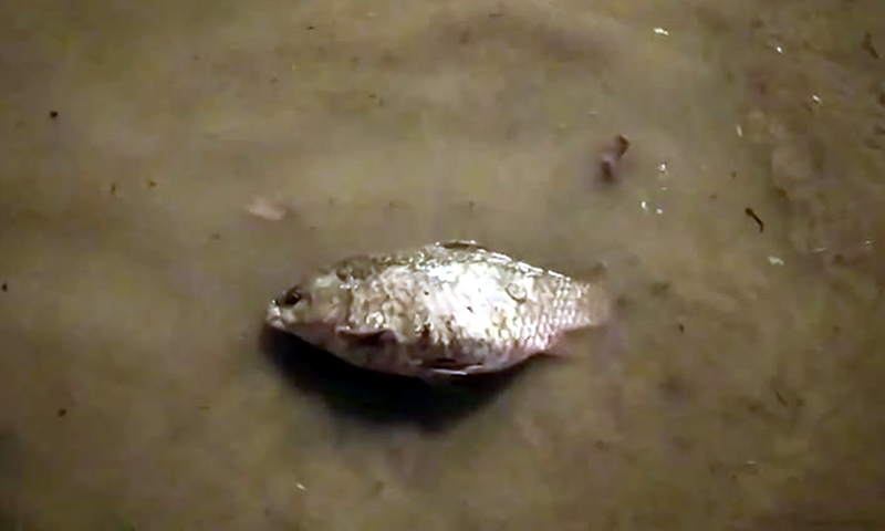 Nubifragio allaga Arcore: da un tombino esce… un pesce vivo