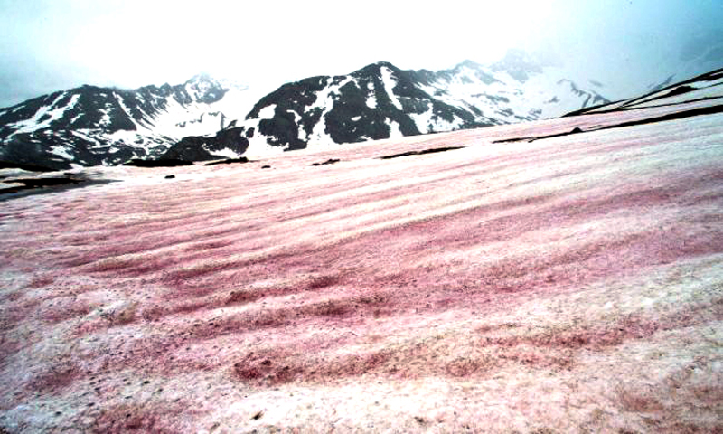 L’incredibile spettacolo della “neve anguria” sulle Alpi: LE FOTO