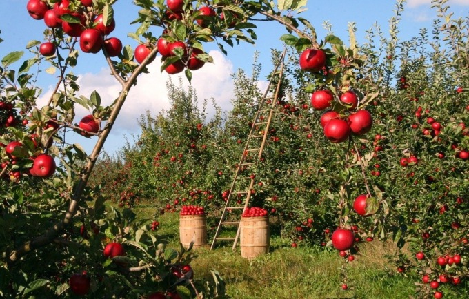 L’agricoltura italiana è la più green d’Europa