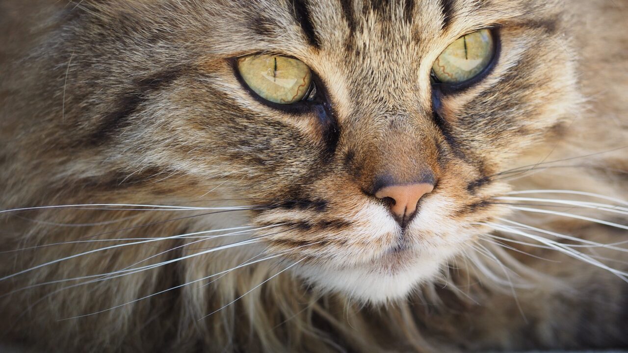 Gatto morde la padrona e poi muore, positivo al rarissimo Lyssavirus: che cos’è