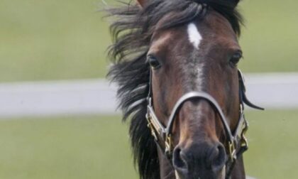 Auguri Varenne: il campione ha compiuto 25 anni. Il suo addio al Piemonte è una ferita aperta