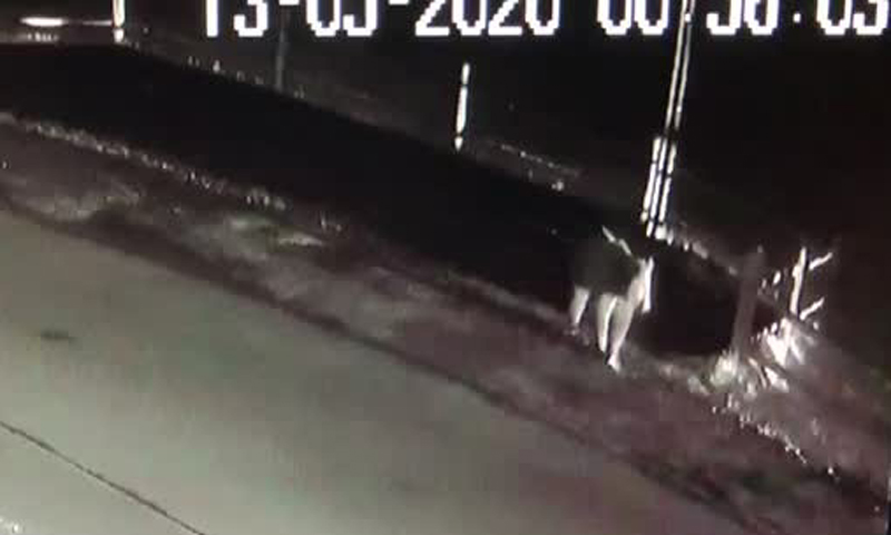 Orso sbrana quattro pecore al confine fra Valtellina e Svizzera