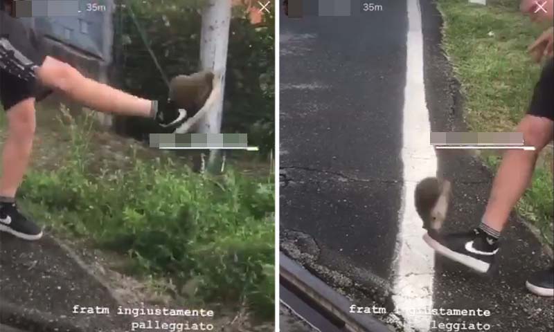 Prendono a calci un riccio come fosse un pallone e pubblicano il video sui social