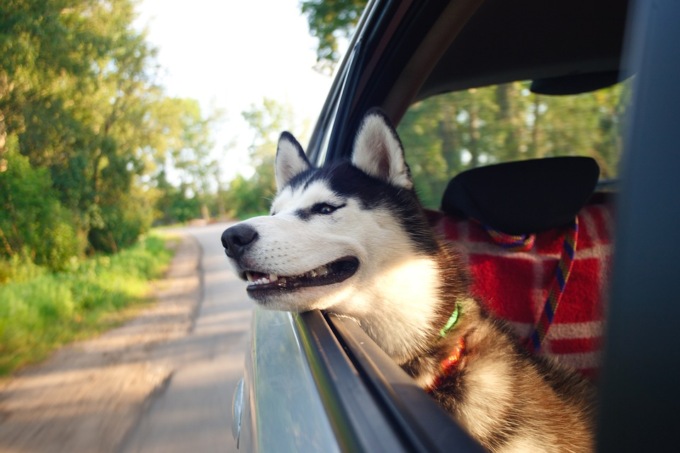 Partire per le vacanze con gli amici animali
